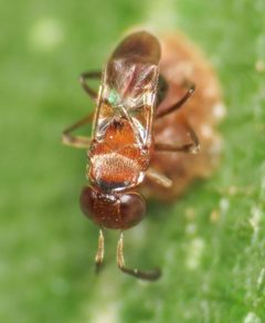 Encyrtus aurantii iNat 132121027 c by Emanuele Santarelli. Used under a CC BY-SA 4.0 license.
