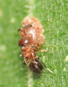Encyrtus aurantii iNat 132121027 d by Emanuele Santarelli. Used under a CC BY-SA 4.0 license.
