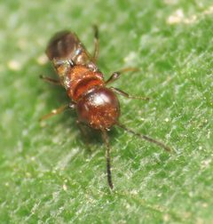 Encyrtus aurantii iNat 132121027 e by Emanuele Santarelli. Used under a CC BY-SA 4.0 license.