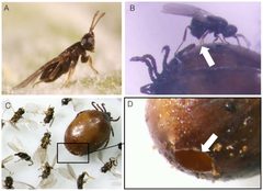 Ixodiphagus hookeri by Plantard O, Bouju-Albert A, Malard M-A, Hermouet A, Capron G, Verheyden H. Used under a CC BY 3.0 license.