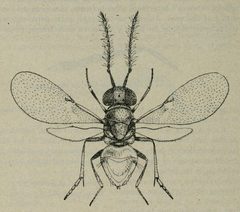 Lamennaisia ambigua male p284 by Ricardo García Mercet. Used under a Public domain license.