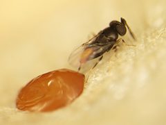 Oobius agrili parasitizing by USDA-APHIDS, Jian Duan. Used under a Public domain license.