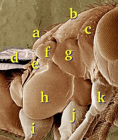 Chalcid thorax by Photo by Eric Erbe. Digital colorization by Chris Pooley (modified by gian_d). Used under a Public domain license.