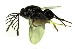 Tetracnemoidea sydneyensis male by S.E. Thorpe. Used under a Public domain license.