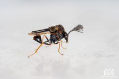 Kapala floridana - inat 235519338 by {{{name}}}. Used under a CC0 license.