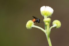 Kapala floridana 78924051 by Richard Stovall. Used under a CC BY 4.0 license.