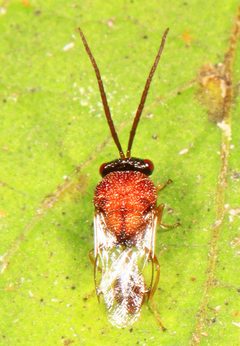Obeza floridana 5743118 by Judy Gallagher. Used under a CC BY 4.0 license.