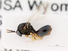 Pseudochalcura gibbosa by John Heraty, UCR. Used under a Public domain license.