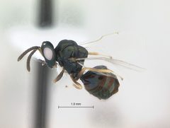 Orasema occidentalis by John Heraty, UCR. Used under a Public Domain license.