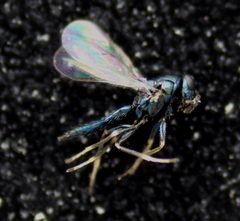 2023 07 31 Sympiesis sericeicornis by Ralf Huber. Used under a CC BY-SA 4.0 license.