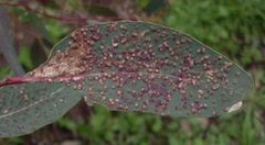 Ophelimus maskelli galls on Eucalyptus by Giancarlo Dessì. Used under a CC BY-SA 3.0 license.