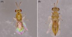 Parasite160063-fig3 - Quadrastichus mendeli by Xia-Lin Zheng, Zong-You Huang, Dan Dong, Chun-Hui Guo, Jun Li, Zhen-De Yang, Xiu-Hao Yang and Wen Lu. Used under a CC BY 4.0 license.
