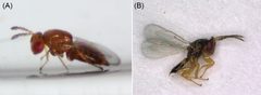 Parasite160063-fig4 - Aprostocetus causalis by Xia-Lin Zheng, Zong-You Huang, Dan Dong, Chun-Hui Guo, Jun Li, Zhen-De Yang, Xiu-Hao Yang and Wen Lu. Used under a CC BY 4.0 license.