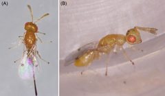 Parasite160063-fig5 - Megastigmus viggianii by Xia-Lin Zheng, Zong-You Huang, Dan Dong, Chun-Hui Guo, Jun Li, Zhen-De Yang, Xiu-Hao Yang and Wen Lu. Used under a CC BY 4.0 license.