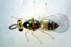 Minotetrastichus by Andrey Mishchenko. Used under a CC BY-SA 4.0 license.