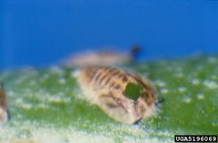 Tamarixia radiata hole in host nymph cuticle.png by Jeffrey W. Lotz,. Used under a CC BY 3.0 us license.