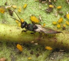 Balcha indica. 2 by Beatriz Moisset. Used under a CC BY-SA 4.0 license.