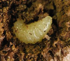 Eurytoma gigantea by Beatriz Moisset. Used under a CC BY-SA 3.0 license.