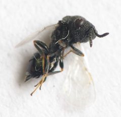 Eurytoma gigantea female by Beatriz Moisset. Used under a CC BY-SA 4.0 license.