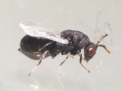 Eurytoma obtusiventris by Daniel McClosky. Used under a CC BY 4.0 license.