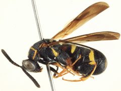 Leucospis affinis by CBG Photography Group, Centre for Biodiversity Genomics. Used under a CC0 license.
