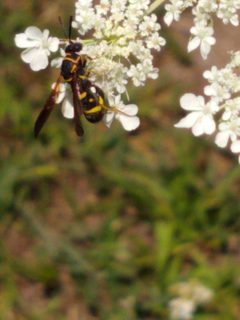 Leucospisaffinis by Feralcateater000. Used under a CC BY-SA 4.0 license.