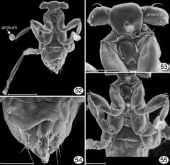 Dicopomorpha echmepterygis by John T. Huber, John S. Noyes, J. Read. Used under a CC BY 3.0 license.