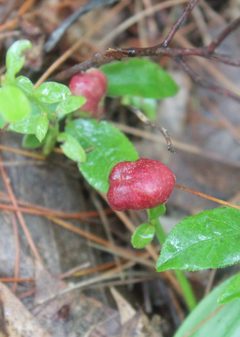 Blueberry Stem Gall by Steven Lamonde. Used under a CC BY 4.0 license.