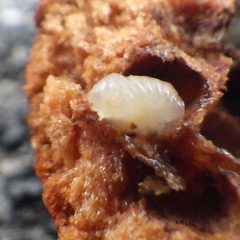 Hemadas nubilipennis by Ben Armstrong. Used under a CC BY 4.0 license.