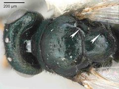 Hemadas nubilipennis mesosoma dorsal view by Roger Burks, Mircea-Dan Mitroiu, Lucian Fusu, John M. Heraty, Petr Janšta, Steve Heydon, Natalie Dale-Skey Papilloud, Ralph S. Peters, Ekaterina V. Tselikh, James B. Woolley, Simon van Noort, Hannes Baur, Astrid Cruaud, Christopher Darling, Michael Haas, Paul Hanson, Lars Krogmann, Jean-Yves Rasplus. Used under a CC BY 4.0 license.