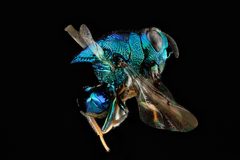 Euperilampus triangularis BIML USGS by USGS Bee Inventory and Monitoring Laboratory. Used under a Public domain license.