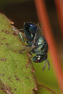Perilampus hyalinus - inat 324658610 by {{{name}}}. Used under a CC BY-SA 4.0 license.