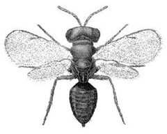 Pteromalus puparum by wikipedia. Used under a Public domain license.