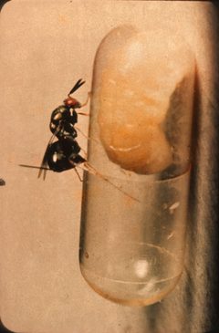 Monodontomerus obscurus Female by Department of Scientific and Industrial Research . Used under a CC BY 4.0 license.