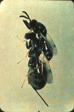 Monodontomerus obscurus Mating behaviour by Department of Scientific and Industrial Research . Used under a CC BY 4.0 license.