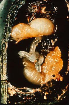 Monodontomerus obscurus With larvae of Melittobia chalybii by Department of Scientific and Industrial Research . Used under a CC BY 4.0 license.