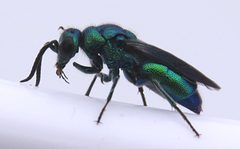 Chrysis angolensis1 by JerryFriedman. Used under a CC BY-SA 4.0 license.