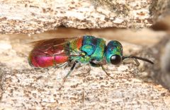 Chrysis scutellaris by Gian Luca Agnoli. Used under a CC BY 3.0 license.