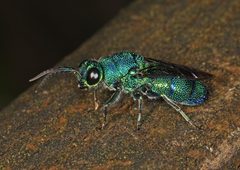 Chrysis smaragdula by Judy Gallagher. Used under a CC BY 2.0 license.