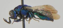 Omalus aeneus by Matt Bowser, U.S. Fish and Wildlife Service. Used under a Public domain license.