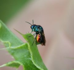 Pseudomalus auratus by Sandy Rae. Used under a CC BY-SA 4.0 license.