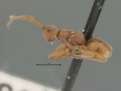Embolemus nearcticus by Katja Seltmann. Used under a Public Domain license.