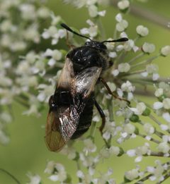 Zaraea fasciata - Flickr - S. Rae by S. Rae from Scotland, UK. Used under a CC BY 2.0 license.