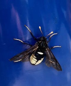 Adult Elm Sawfly St Louis County Mn by MamaTeeth. Used under a CC BY-SA 4.0 license.