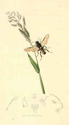 Britishentomologyvolume1Plate41 by John Curtis. Used under a Public domain license.