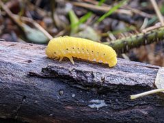 Cimbex americanus 157651924 by Alexandria 'Alex' Wenninger. Used under a CC BY 4.0 license.