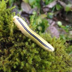 Cimbex americanus larva - Tongee National Forest by U.S. Forest Service. Used under a Public domain license.