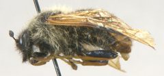 Trichiosoma triangulum by Matt Bowser, U.S. Fish and Wildlife Service. Used under a Public domain license.