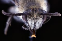 Colletes compactus head by USGS Native Bee Inventory and Monitoring Laboratory. Used under a Public domain license.