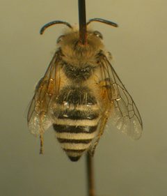 Colletes hyalinus oregonensis f by Susan E. Nyoka. Used under a Public domain license.